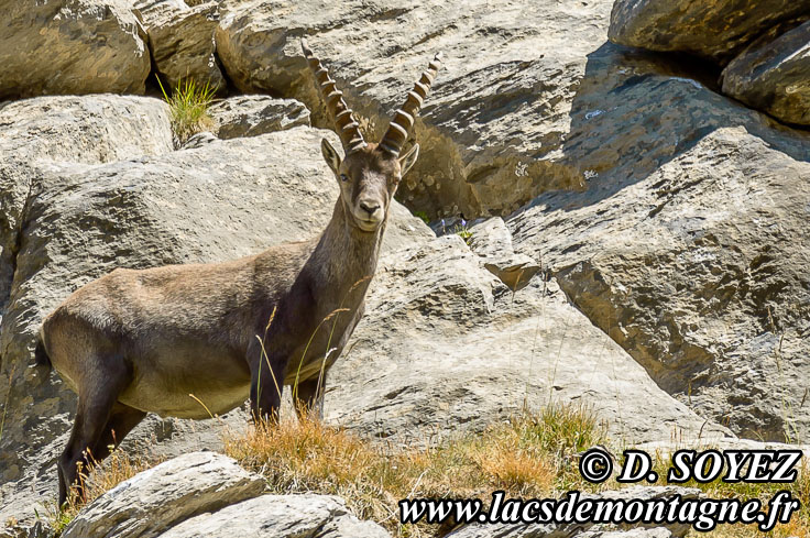 Photo n201207091
Bouquetin (Capra ibex)
Clich Dominique SOYEZ
Copyright Reproduction interdite sans autorisation