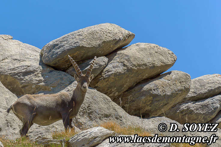 Photo n°201207093
Bouquetin (Capra ibex)
Cliché Dominique SOYEZ
Copyright Reproduction interdite sans autorisation