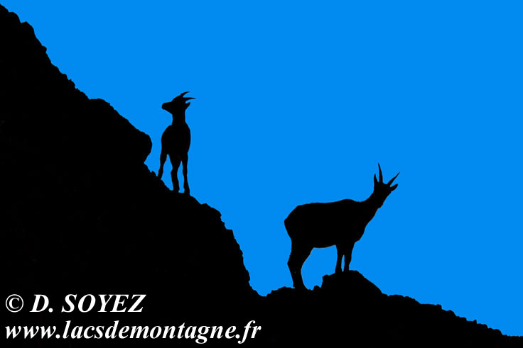 Photo n°201607093
Bouquetin (Capra ibex)
Cliché Dominique SOYEZ
Copyright Reproduction interdite sans autorisation