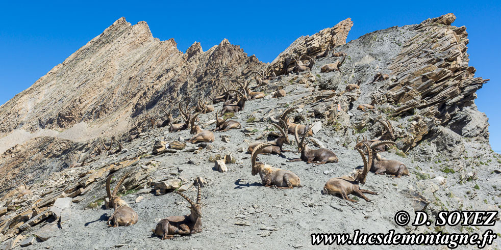 Photo n202207006
Bouquetin (Capra ibex)
Clich Dominique SOYEZ
Copyright Reproduction interdite sans autorisation