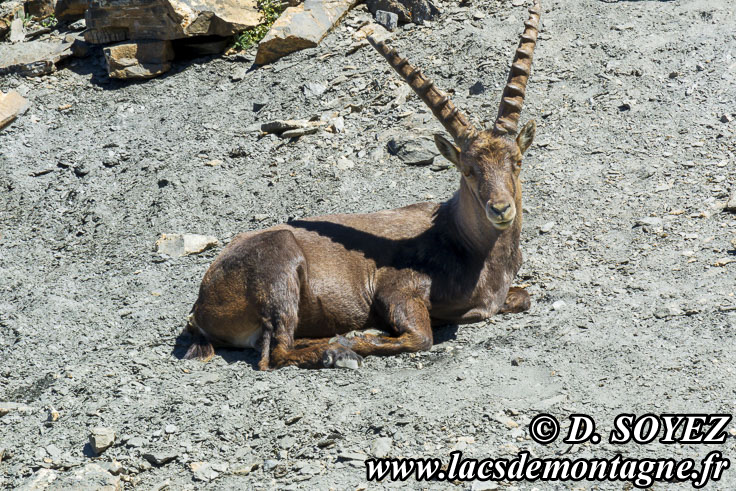 Photo n202207007
Bouquetin (Capra ibex)
Clich Dominique SOYEZ
Copyright Reproduction interdite sans autorisation