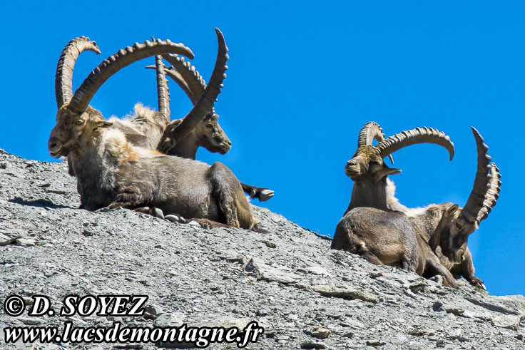 Photo n202207008
Bouquetin (Capra ibex)
Clich Dominique SOYEZ
Copyright Reproduction interdite sans autorisation