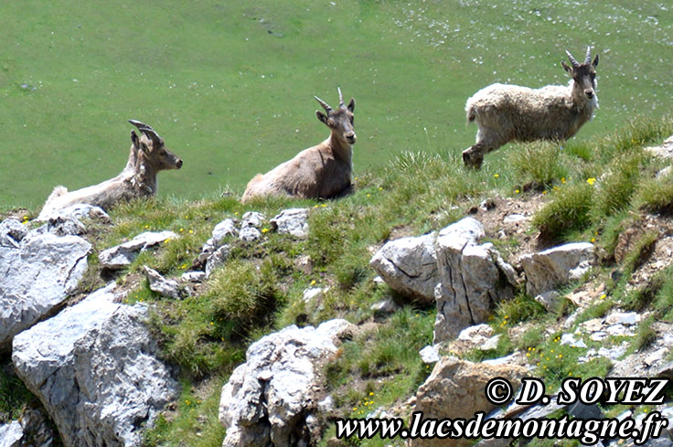 Photo nclausis201307
Bouquetin (Capra ibex)
Clich Dominique SOYEZ
Copyright Reproduction interdite sans autorisation