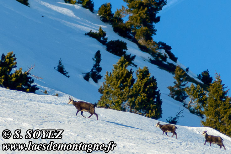 Photo n201301001
Chamois de Chartreuse
(Rupicapra rupicapra cartusiana)
Clich Serge SOYEZ
Copyright Reproduction interdite sans autorisation