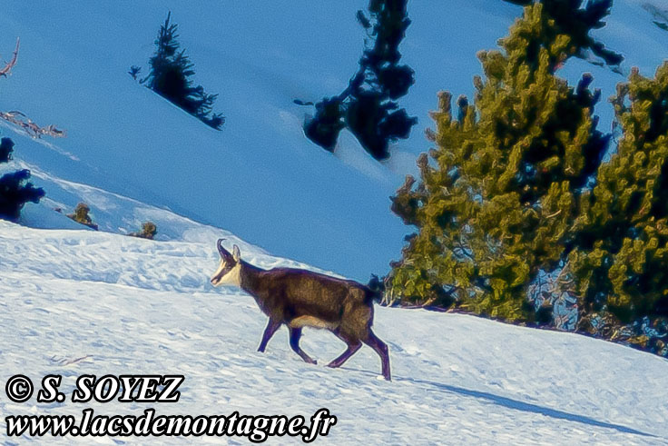 Photo n201301002
Chamois de Chartreuse
(Rupicapra rupicapra cartusiana)
Clich Serge SOYEZ
Copyright Reproduction interdite sans autorisation