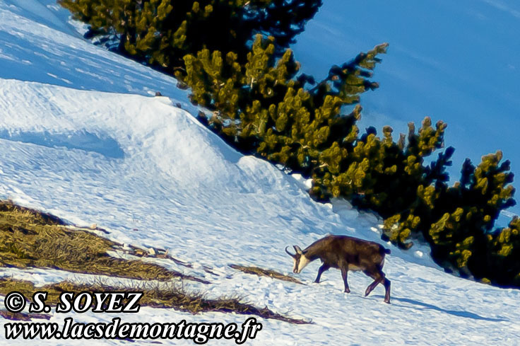 Photo n201301004
Chamois de Chartreuse
(Rupicapra rupicapra cartusiana)
Clich Serge SOYEZ
Copyright Reproduction interdite sans autorisation