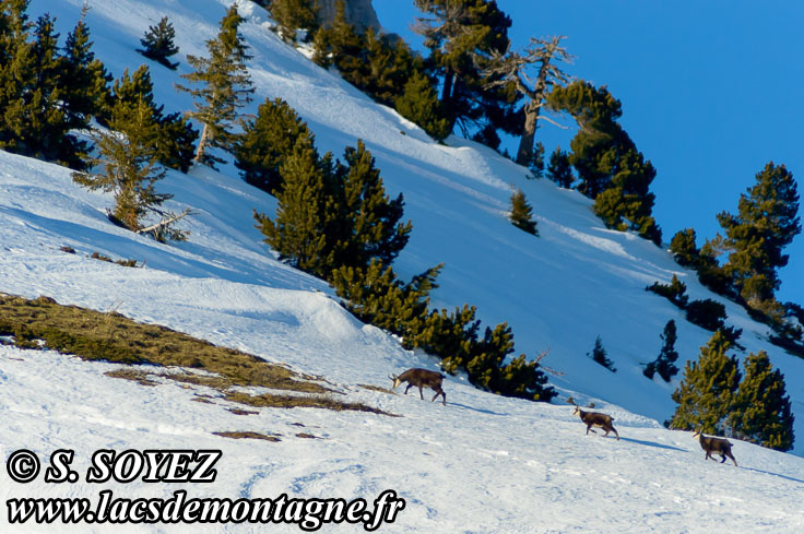 Photo n201301006
Chamois de Chartreuse
(Rupicapra rupicapra cartusiana)
Clich Serge SOYEZ
Copyright Reproduction interdite sans autorisation