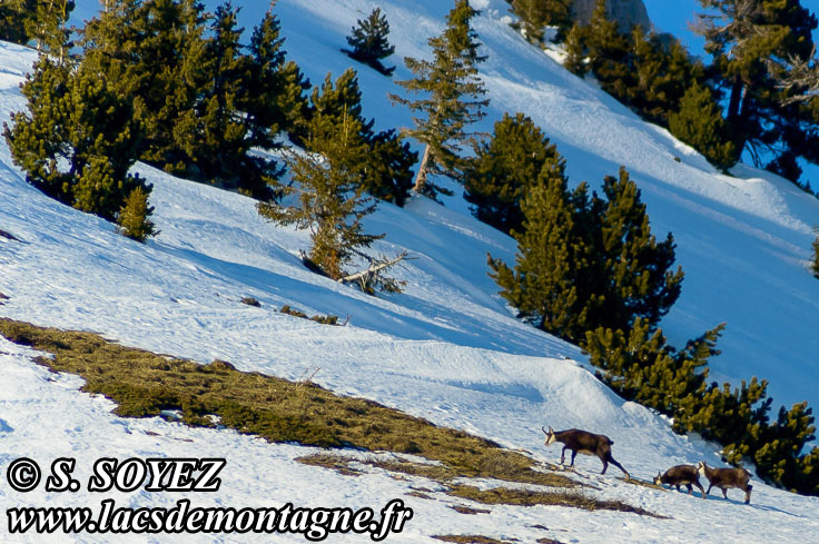 Photo n201301008
Chamois de Chartreuse
(Rupicapra rupicapra cartusiana)
Clich Serge SOYEZ
Copyright Reproduction interdite sans autorisation