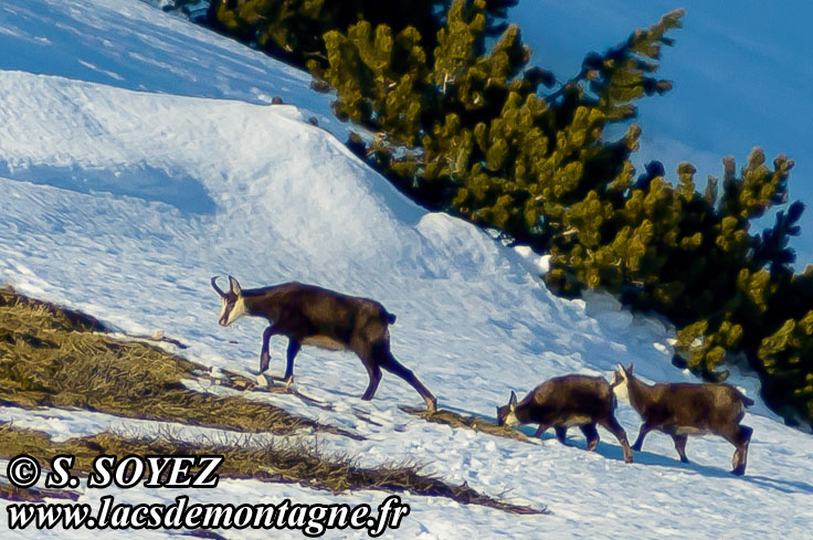 Photo n201301009
Chamois de Chartreuse
(Rupicapra rupicapra cartusiana)
Clich Serge SOYEZ
Copyright Reproduction interdite sans autorisation