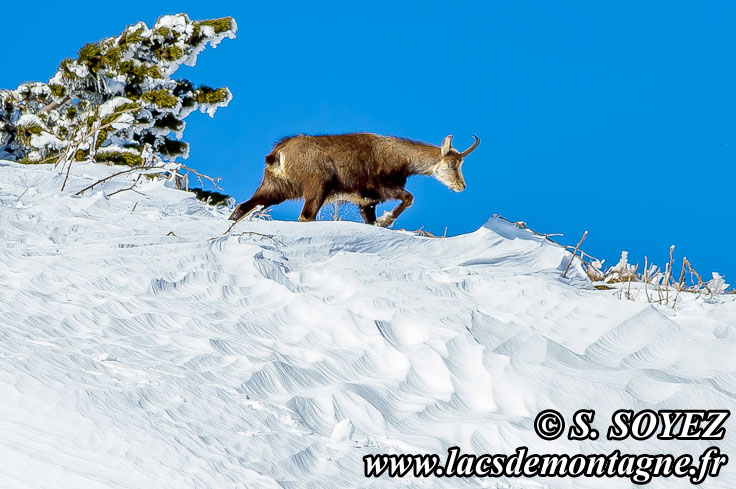 Photo n201504003
Chamois de Chartreuse
(Rupicapra rupicapra cartusiana)
Clich Serge SOYEZ
Copyright Reproduction interdite sans autorisation