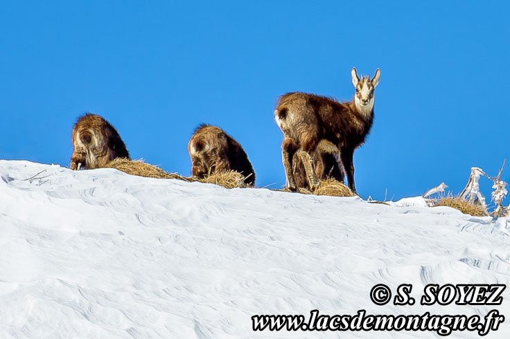 Photo n201504004
Chamois de Chartreuse
(Rupicapra rupicapra cartusiana)
Clich Serge SOYEZ
Copyright Reproduction interdite sans autorisation