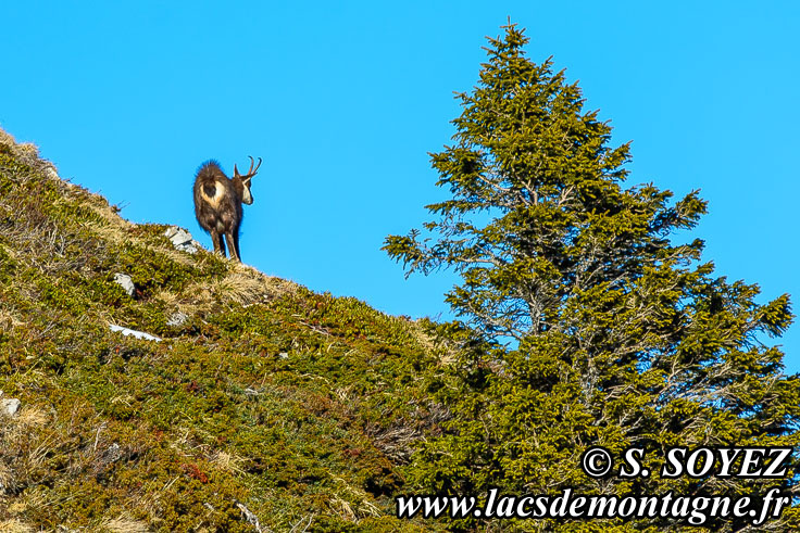 Photo n201601001
Chamois de Chartreuse
(Rupicapra rupicapra cartusiana)
Clich Serge SOYEZ
Copyright Reproduction interdite sans autorisation