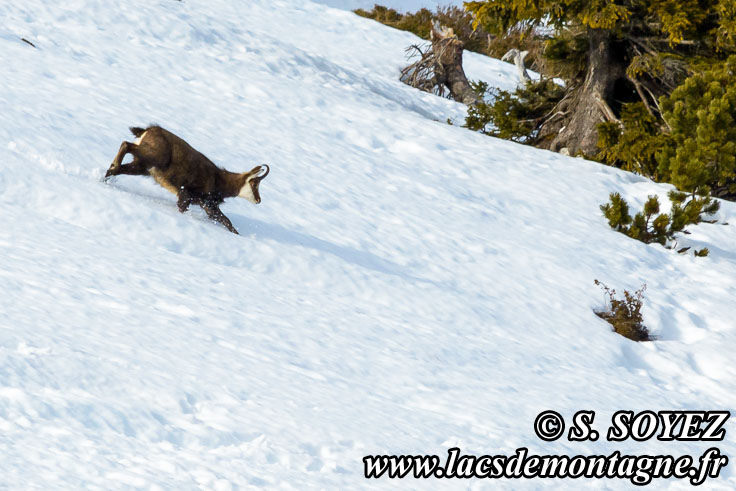 Photo n201601002
Chamois de Chartreuse
(Rupicapra rupicapra cartusiana)
Clich Serge SOYEZ
Copyright Reproduction interdite sans autorisation