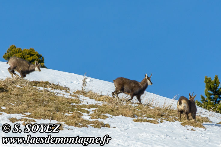 Photo n201602002
Chamois de Chartreuse
(Rupicapra rupicapra cartusiana)
Clich Serge SOYEZ
Copyright Reproduction interdite sans autorisation