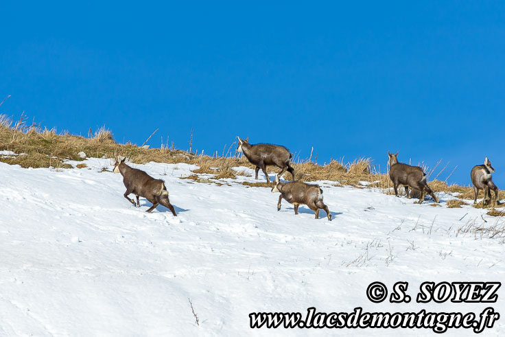 Photo n201602006
Chamois de Chartreuse
(Rupicapra rupicapra cartusiana)
Clich Serge SOYEZ
Copyright Reproduction interdite sans autorisation