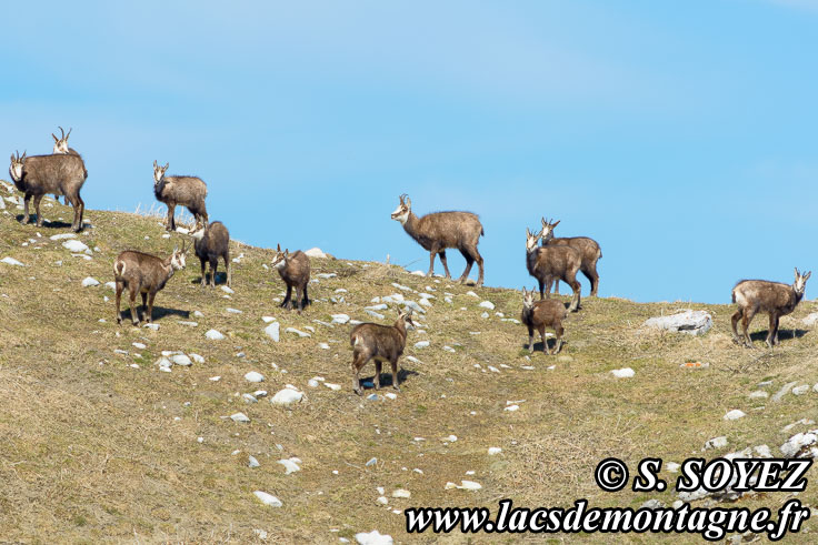 Photo n201903001
Chamois de Chartreuse
(Rupicapra rupicapra cartusiana)
Clich Serge SOYEZ
Copyright Reproduction interdite sans autorisation