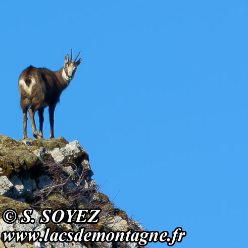 Photo n202002001
Chamois de Chartreuse
(Rupicapra rupicapra cartusiana)
Clich Serge SOYEZ
Copyright Reproduction interdite sans autorisation