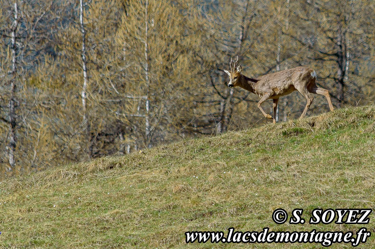 Photo n201405001
Chevreuil (Capreolus capreolus)
Clich Serge SOYEZ
Copyright Reproduction interdite sans autorisation