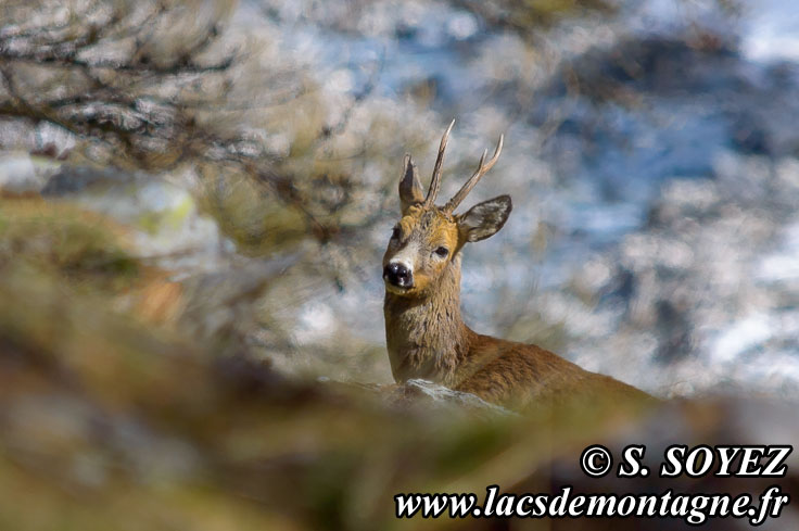 Photo n201405002
Chevreuil (Capreolus capreolus)
Clich Serge SOYEZ
Copyright Reproduction interdite sans autorisation