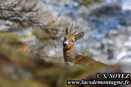 Chevreuil (Capreolus capreolus)
Clich Serge SOYEZ
Copyright Reproduction interdite sans autorisation