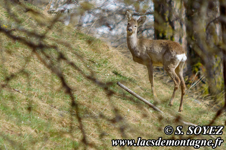 Photo n201405003
Chevreuil (Capreolus capreolus)
Clich Serge SOYEZ
Copyright Reproduction interdite sans autorisation