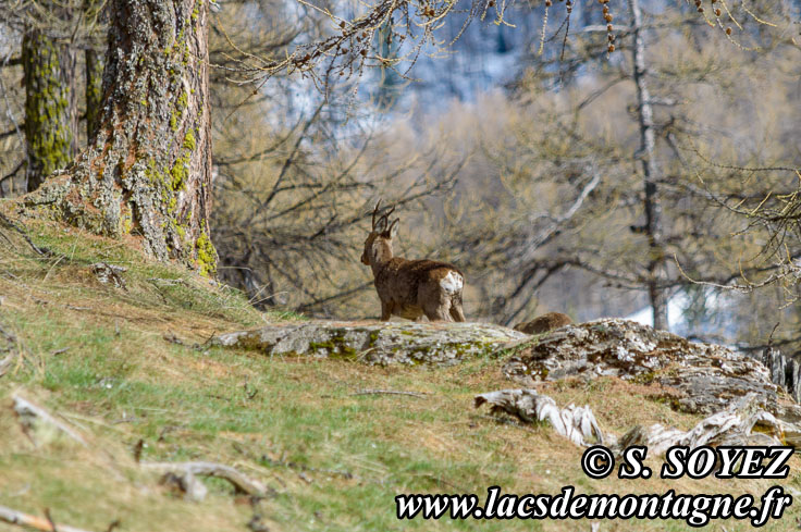 Photo n201405004
Chevreuil (Capreolus capreolus)
Clich Serge SOYEZ
Copyright Reproduction interdite sans autorisation