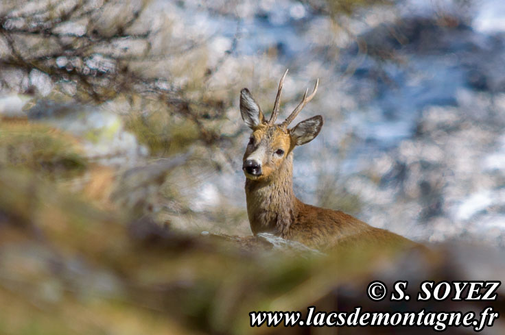 Photo n201405005
Chevreuil (Capreolus capreolus)
Clich Serge SOYEZ
Copyright Reproduction interdite sans autorisation