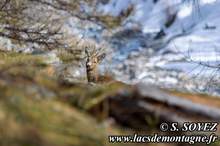 Photo n201405001
Chevreuil (Capreolus capreolus)
Clich Dominique SOYEZ
Copyright Reproduction interdite sans autorisation