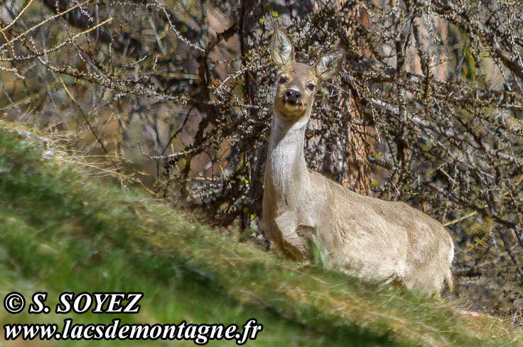 Photo n201405007
Chevreuil (Capreolus capreolus)
Clich Serge SOYEZ
Copyright Reproduction interdite sans autorisation