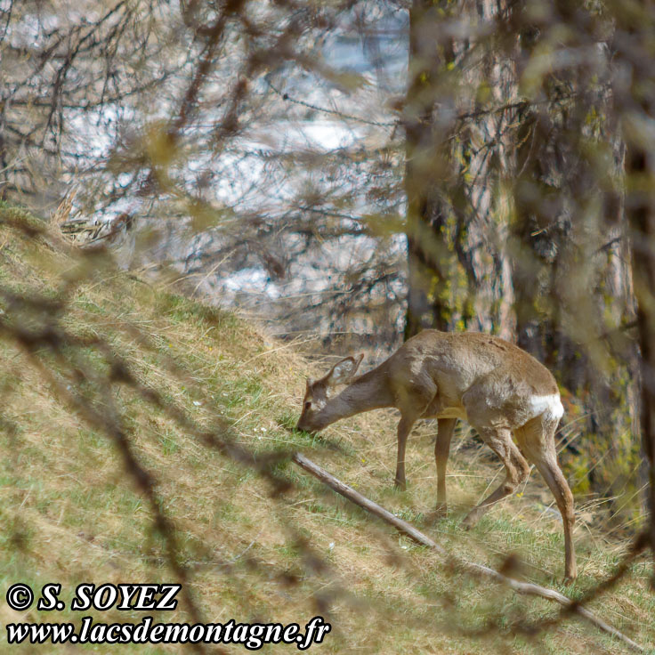 Photo n201405008
Chevreuil (Capreolus capreolus)
Clich Serge SOYEZ
Copyright Reproduction interdite sans autorisation