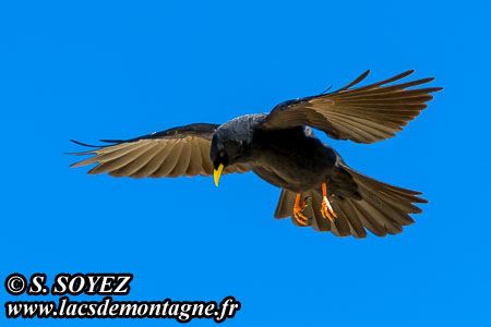 Chocard  bec jaune (Pyrrhocorax graculus)
Clich Serge SOYEZ
Copyright Reproduction interdite sans autorisation