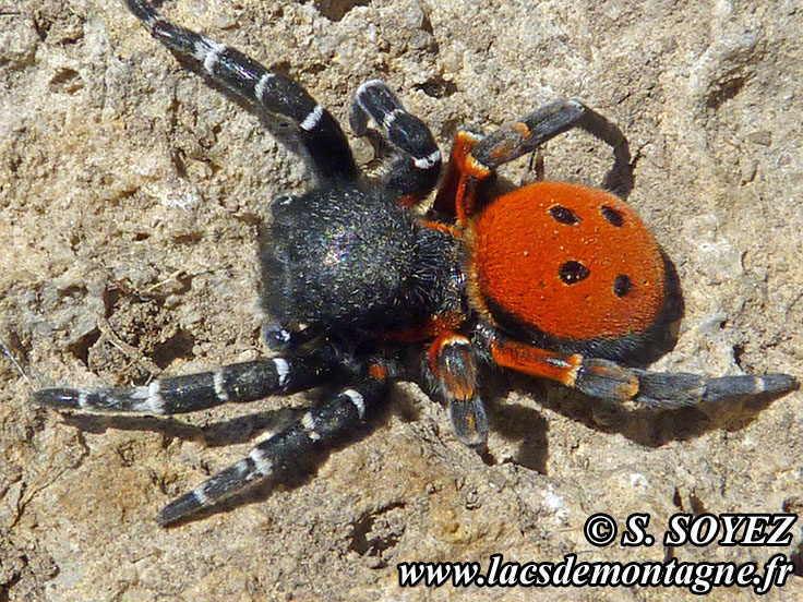 Photo n201207130
Eresus kollari
Clich Serge SOYEZ
Copyright Reproduction interdite sans autorisation