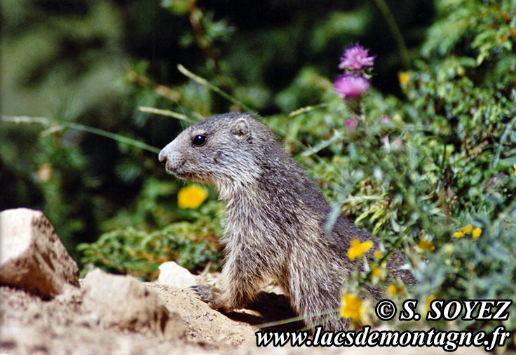 Marmotte (Marmota marmota)
Clich Serge SOYEZ
Copyright Reproduction interdite sans autorisation