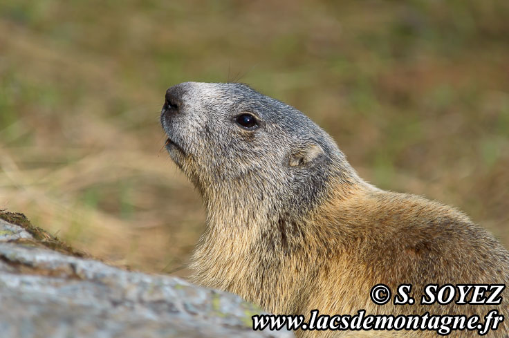 Photo n°201405010
Marmotte (Marmota marmota)
Cliché Serge SOYEZ
Copyright Reproduction interdite sans autorisation