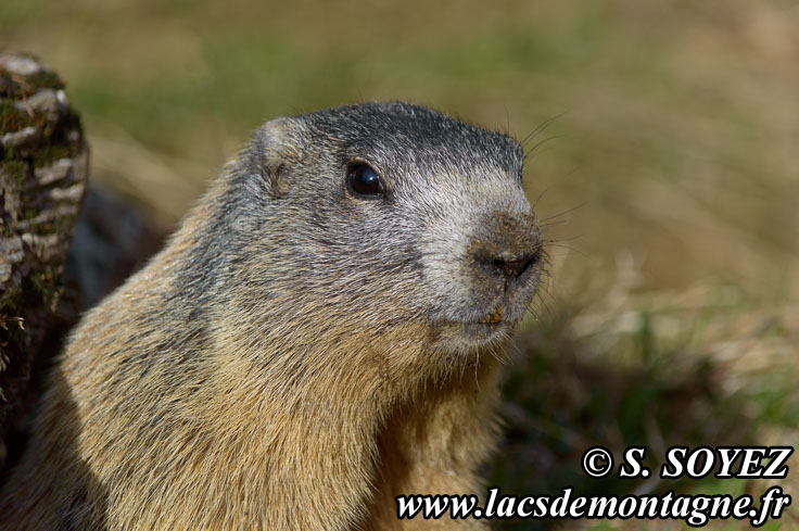 Photo n°201405011
Marmotte (Marmota marmota)
Cliché Serge SOYEZ
Copyright Reproduction interdite sans autorisation