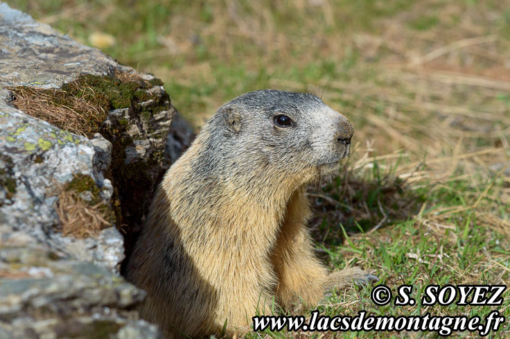 Photo n°201405012
Marmotte (Marmota marmota)
Cliché Serge SOYEZ
Copyright Reproduction interdite sans autorisation