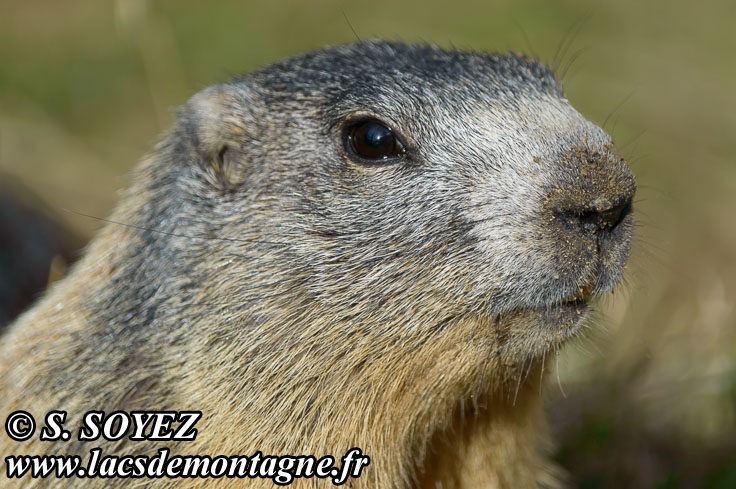 Photo n°201405013
Marmotte (Marmota marmota)
Cliché Serge SOYEZ
Copyright Reproduction interdite sans autorisation