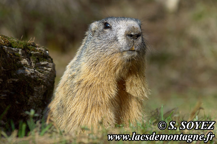 Photo n°201405014
Marmotte (Marmota marmota)
Cliché Serge SOYEZ
Copyright Reproduction interdite sans autorisation
