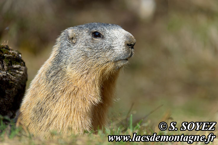 Photo n°201405015
Marmotte (Marmota marmota)
Cliché Serge SOYEZ
Copyright Reproduction interdite sans autorisation