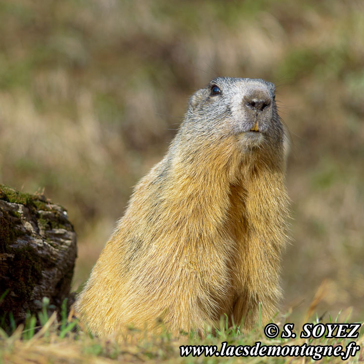 Photo n201405021
Marmotte (Marmota marmota)
Clich Serge SOYEZ
Copyright Reproduction interdite sans autorisation