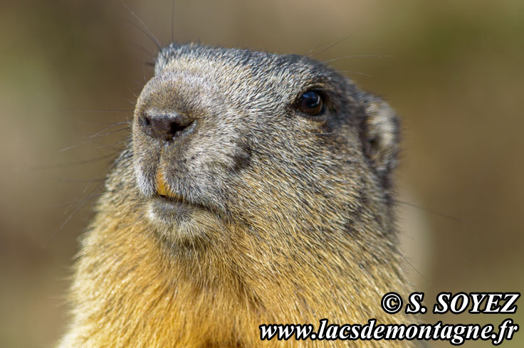 Photo n°201405020
marmotte (Marmota marmota)
Cliché Serge SOYEZ
Copyright Reproduction interdite sans autorisation