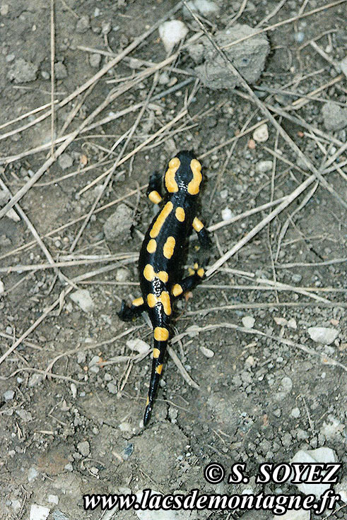 Salamandre tachete (Salamandra salamandra)
Clich Serge SOYEZ
Copyright Reproduction interdite sans autorisation