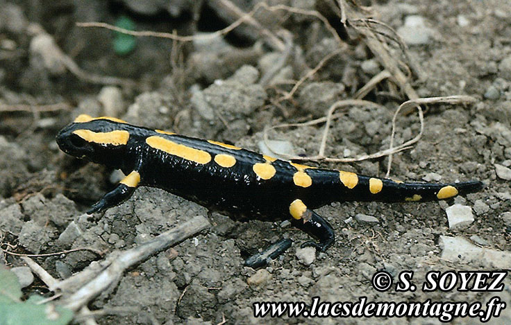 Salamandre tachete (Salamandra salamandra)
Clich Serge SOYEZ
Copyright Reproduction interdite sans autorisation