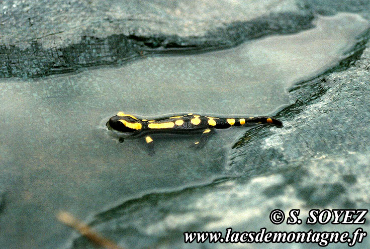 Salamandre tachete (Salamandra salamandra)
Clich Serge SOYEZ
Copyright Reproduction interdite sans autorisation