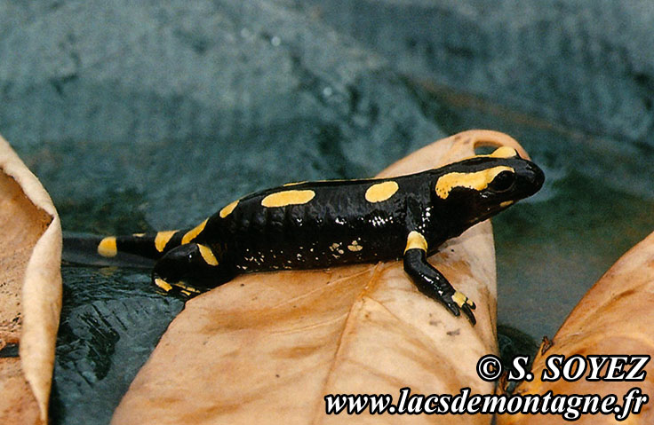 Photo n20070807
Salamandre tachete (Salamandra salamandra)
Clich Serge SOYEZ
Copyright Reproduction interdite sans autorisation