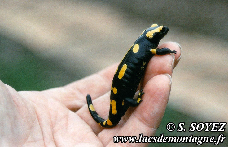 Salamandre tachetée (Salamandra salamandra)
Cliché Serge SOYEZ
Copyright Reproduction interdite sans autorisation
