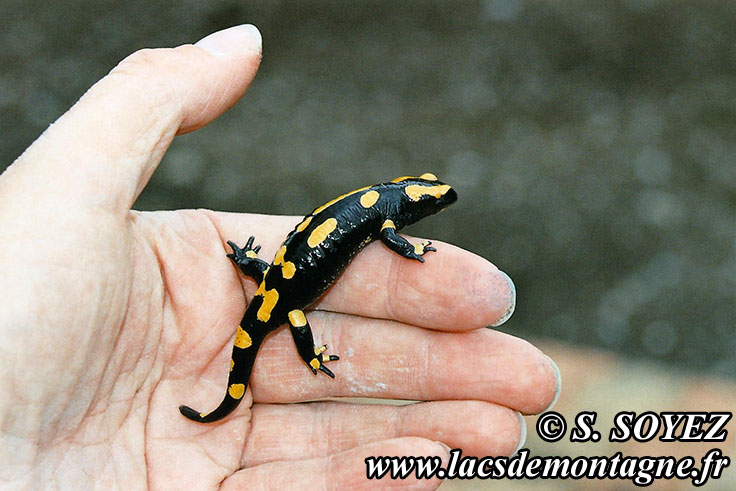 Salamandre tachetée (Salamandra salamandra)
Cliché Serge SOYEZ
Copyright Reproduction interdite sans autorisation