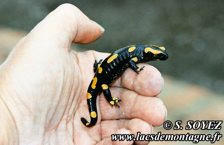 Salamandre tachete (Salamandra salamandra)
Clich Serge SOYEZ
Copyright Reproduction interdite sans autorisation