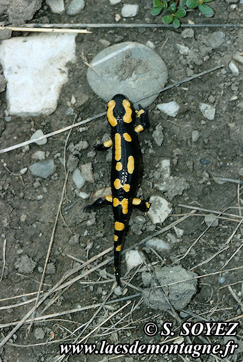 Photo n°20070811
Salamandre tachetée (Salamandra salamandra)
Cliché Serge SOYEZ
Copyright Reproduction interdite sans autorisation