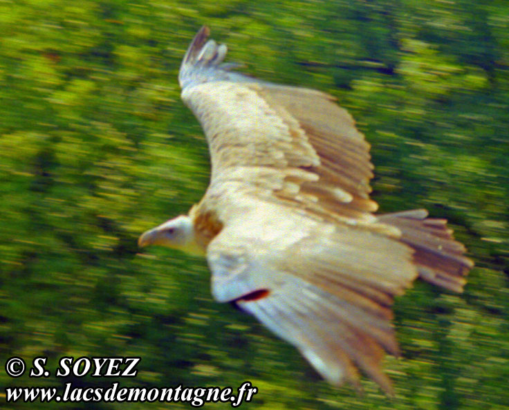 Vautour fauve (Gyps fulvus)
Clich Serge SOYEZ
Copyright Reproduction interdite sans autorisation